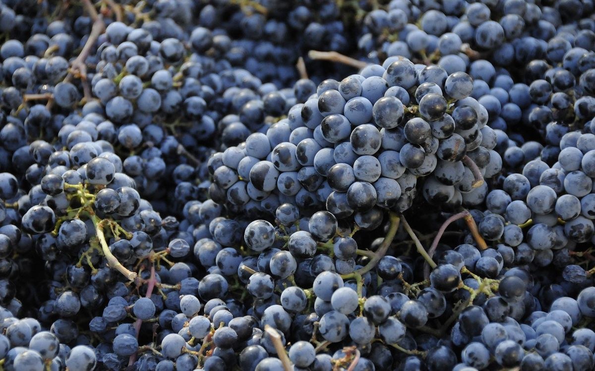 Lantz Cellars