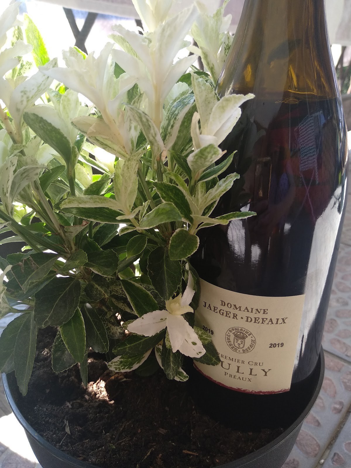 Domaine Jaeger Defaix