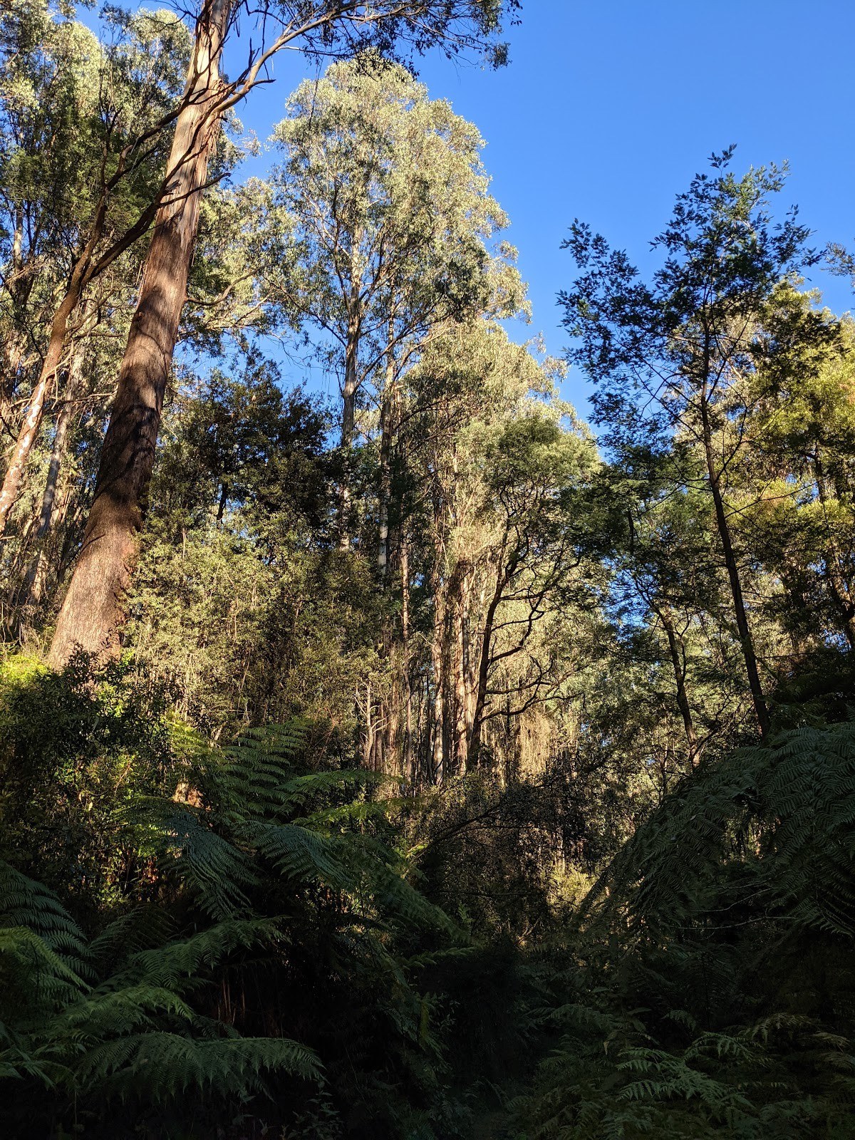 Toolangi