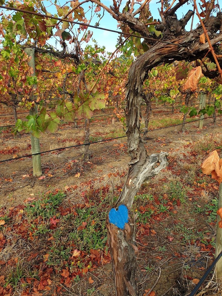 Genders Wines