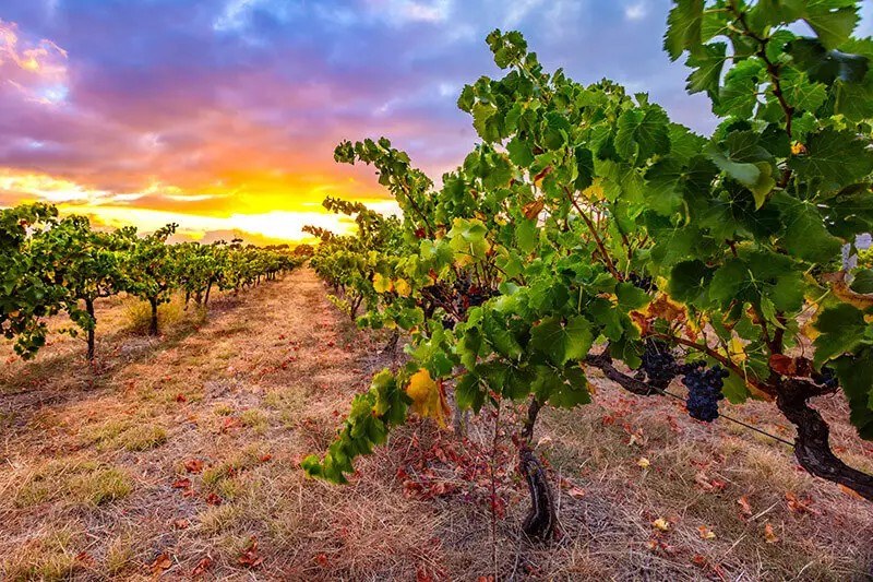 Patritti Wines