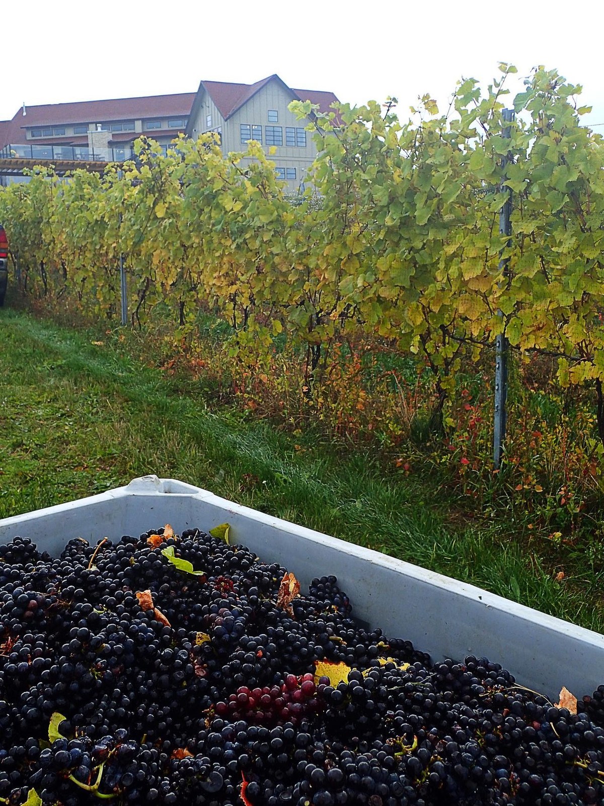 Bonobo Winery