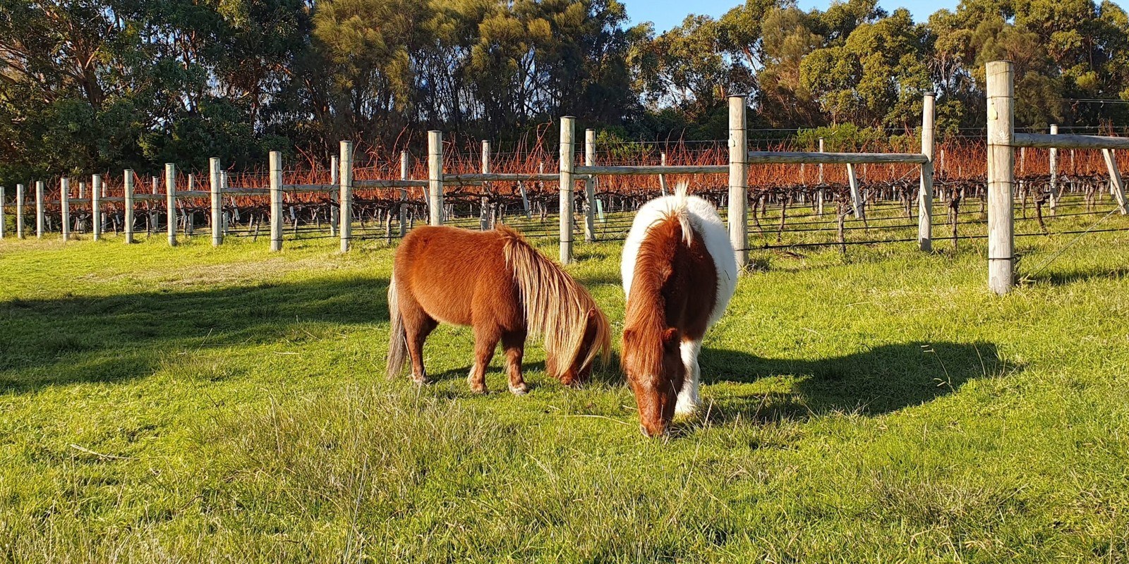 Unavale Vineyard