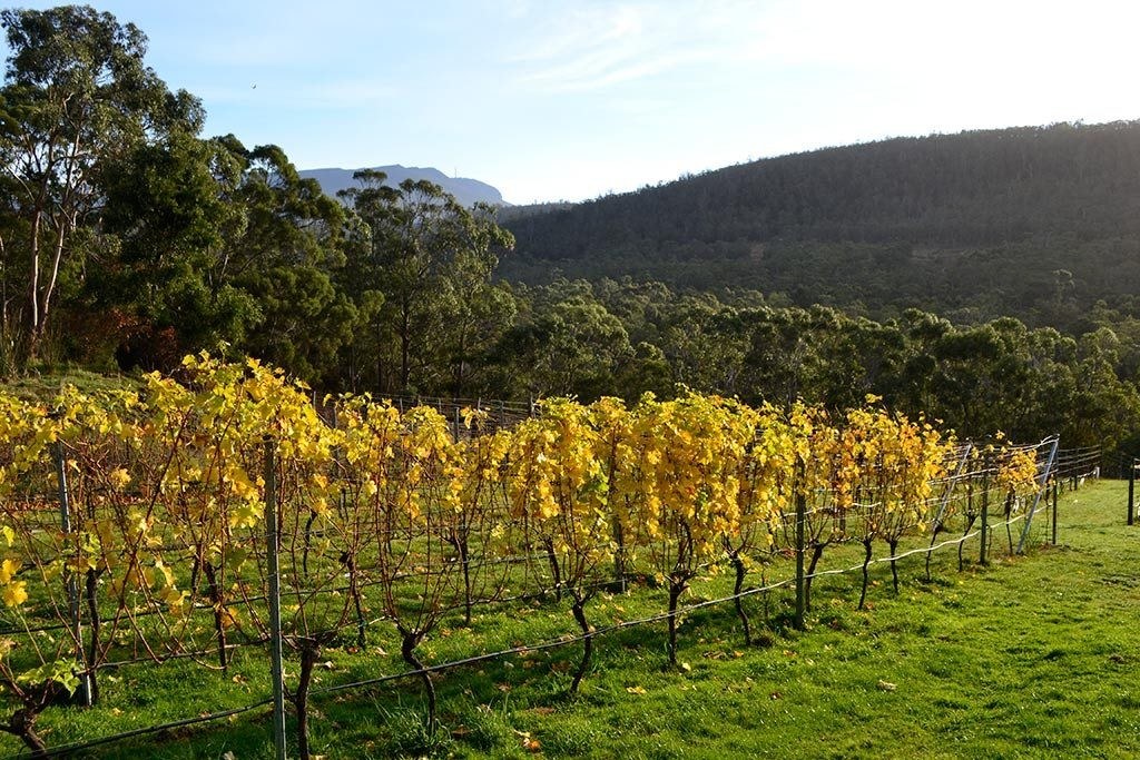 Nandroya Vineyard