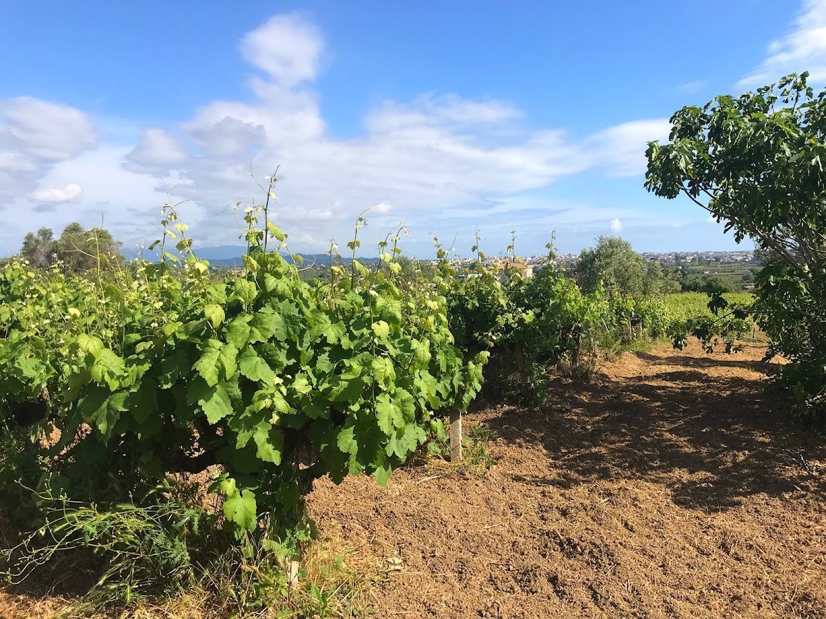 Κτήμα Δρούβα - Drouva Winery