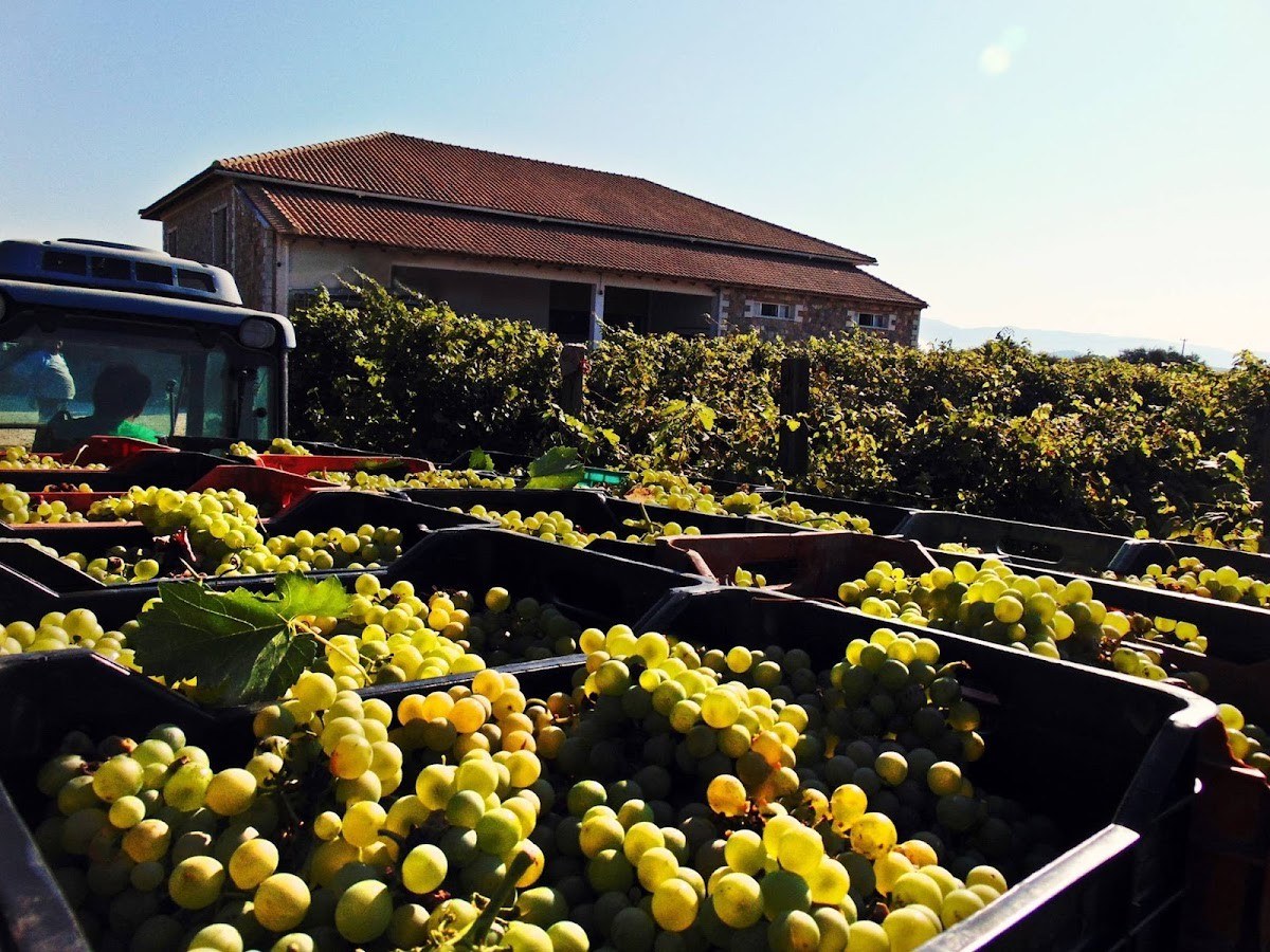 Οινοποιείο Σωτηρίου - Sotiriou Winery