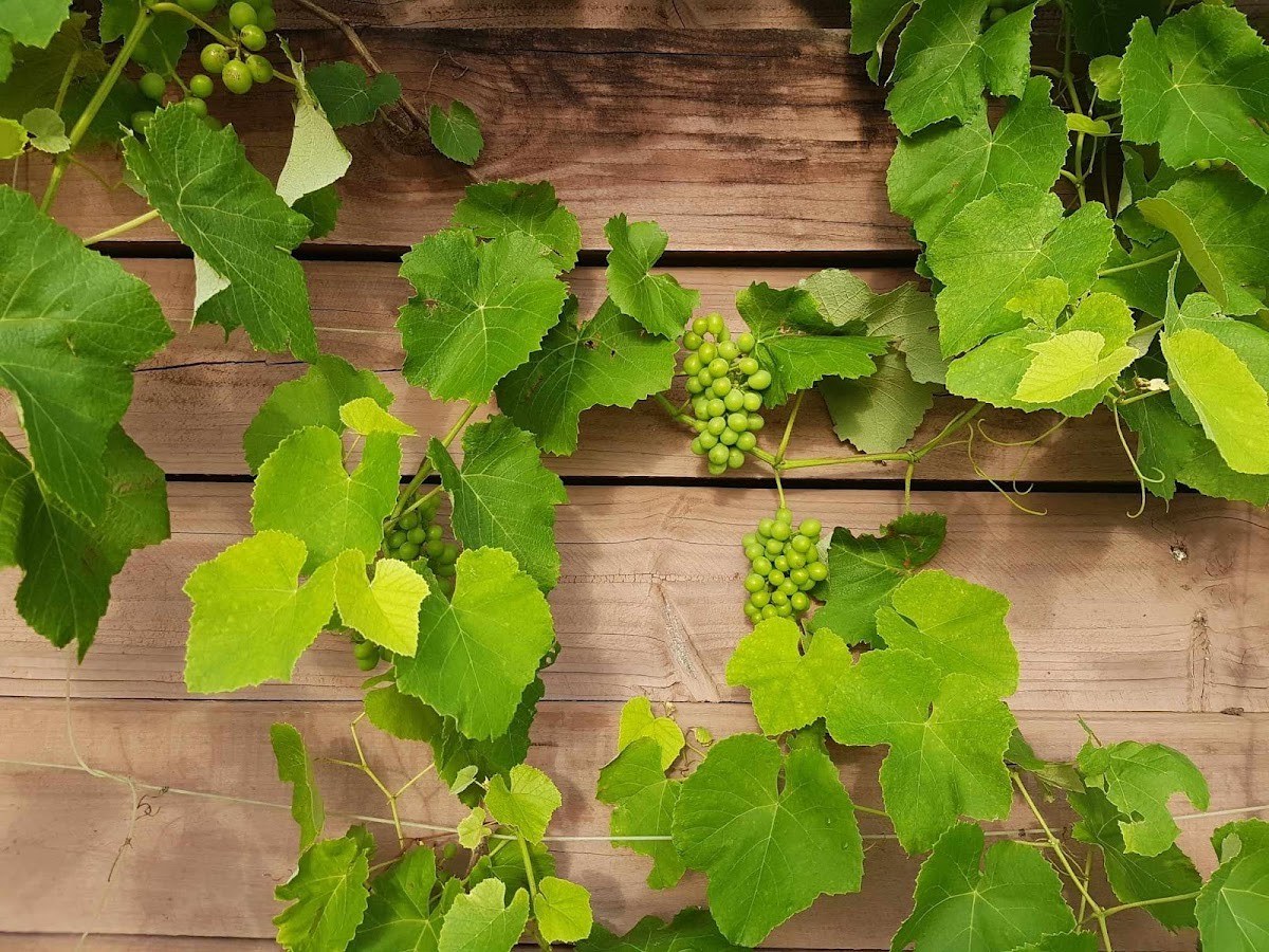 Ghinni Wines