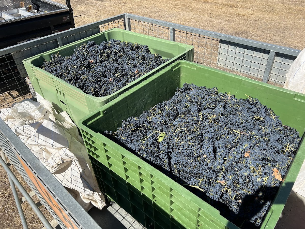 Limestone Track Vineyard