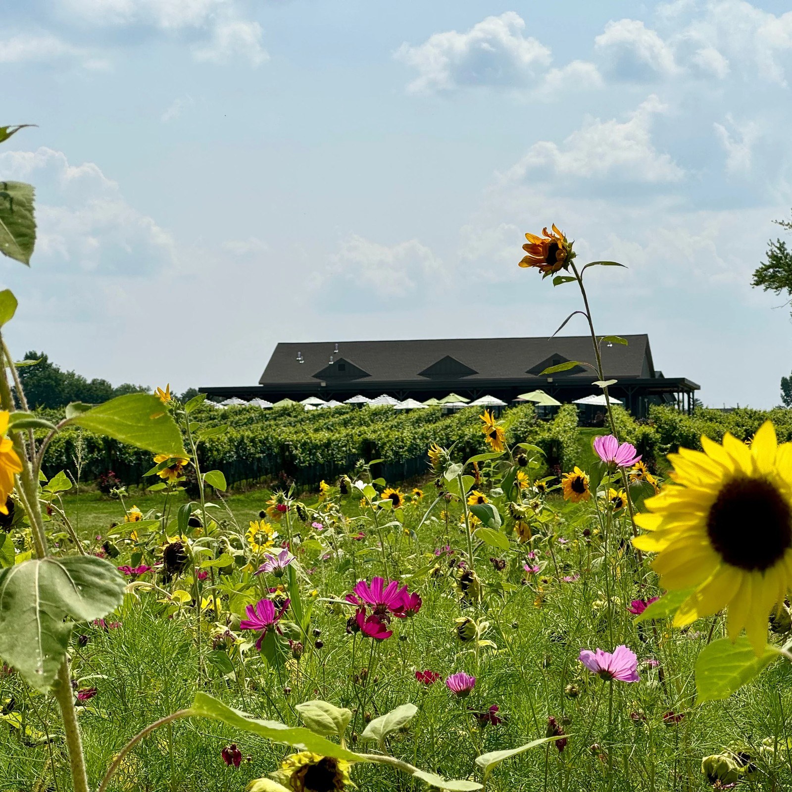 Saddlehill Winery & Farmhouse Kitchen