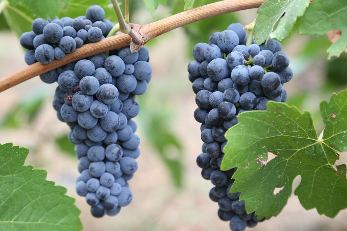 Hugo Family Cellars