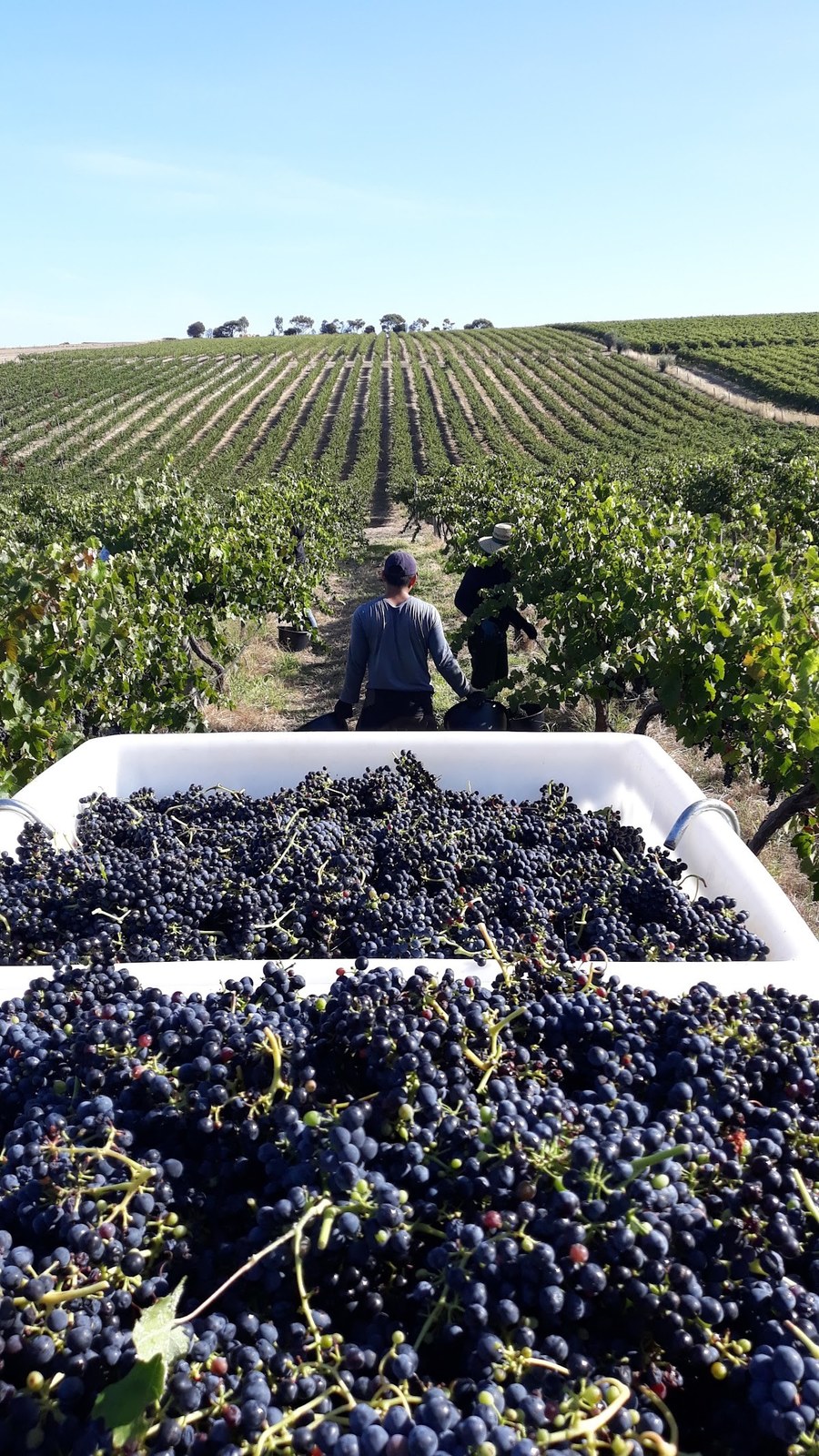 Oliverhill Winery