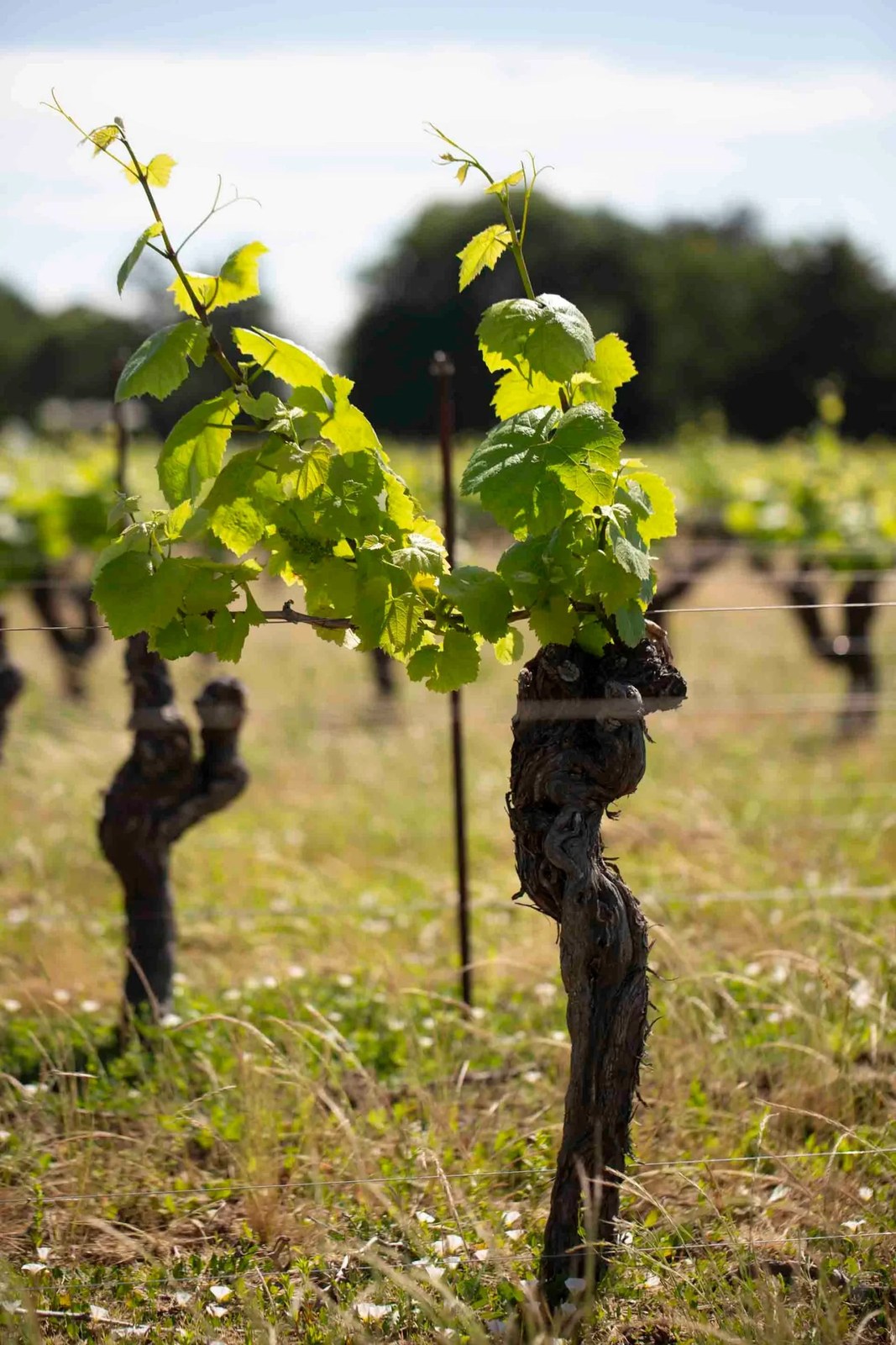 Maison Sauvion