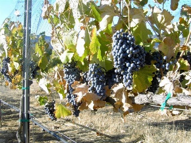 Vie Winery