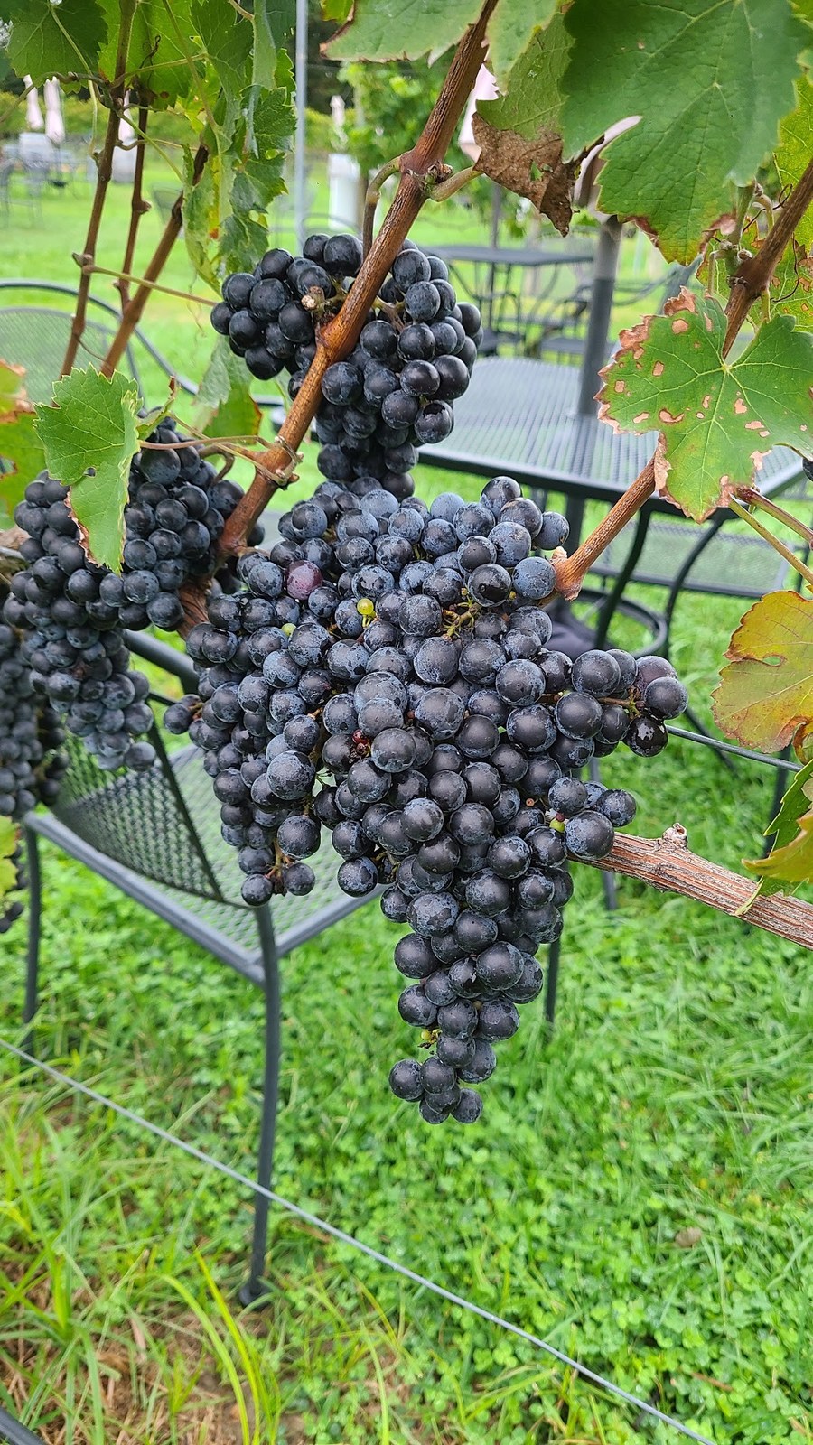 Auburn Road Vineyard & Winery