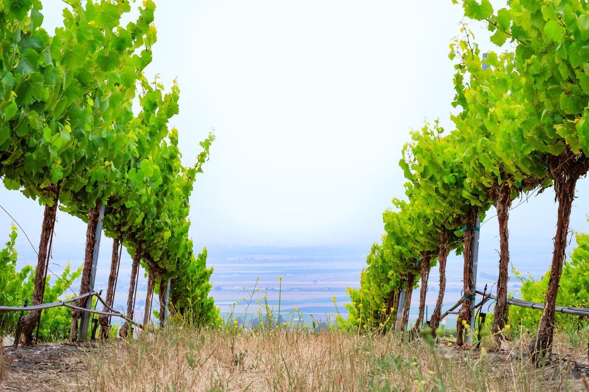 Campion Wines