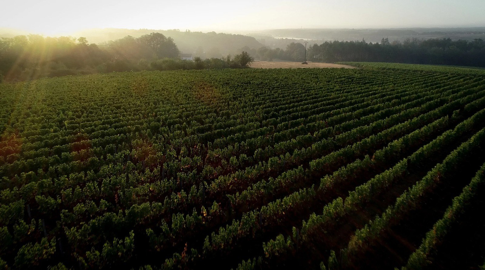 Levin Wine