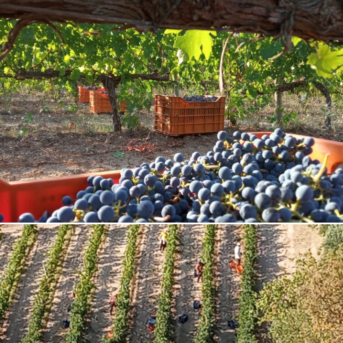 Property Papoutsi-winery
