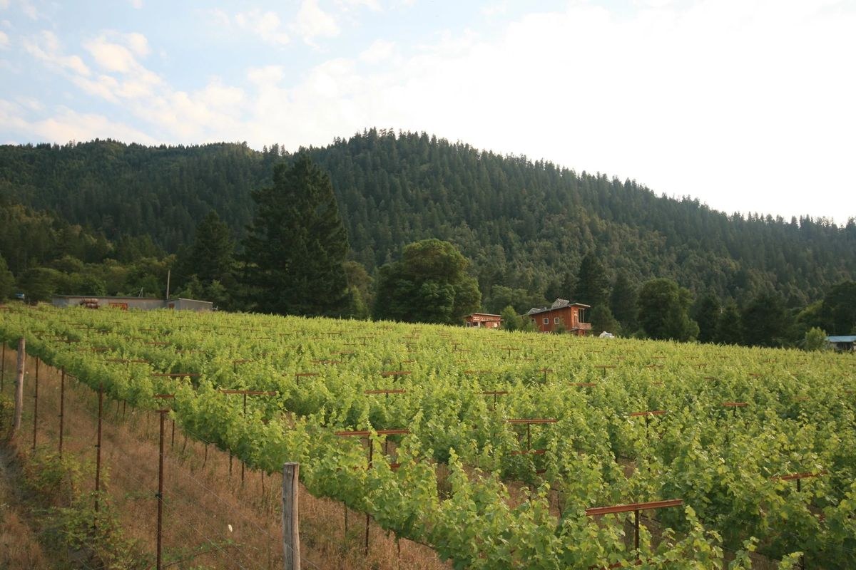 Cabot Vineyards