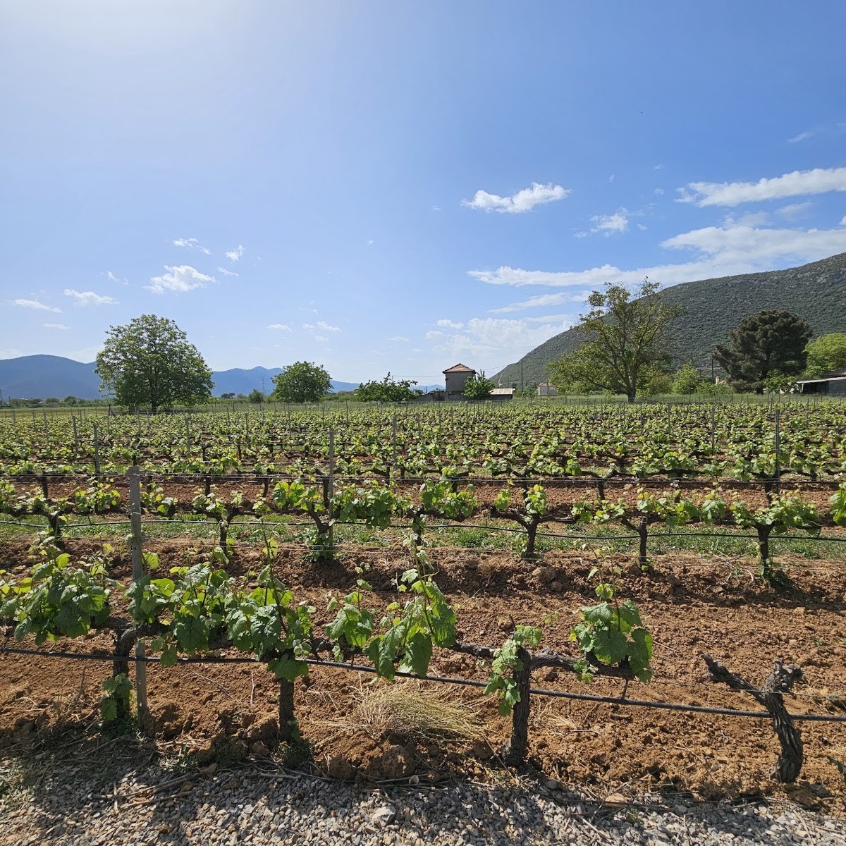 Troupis Winery
