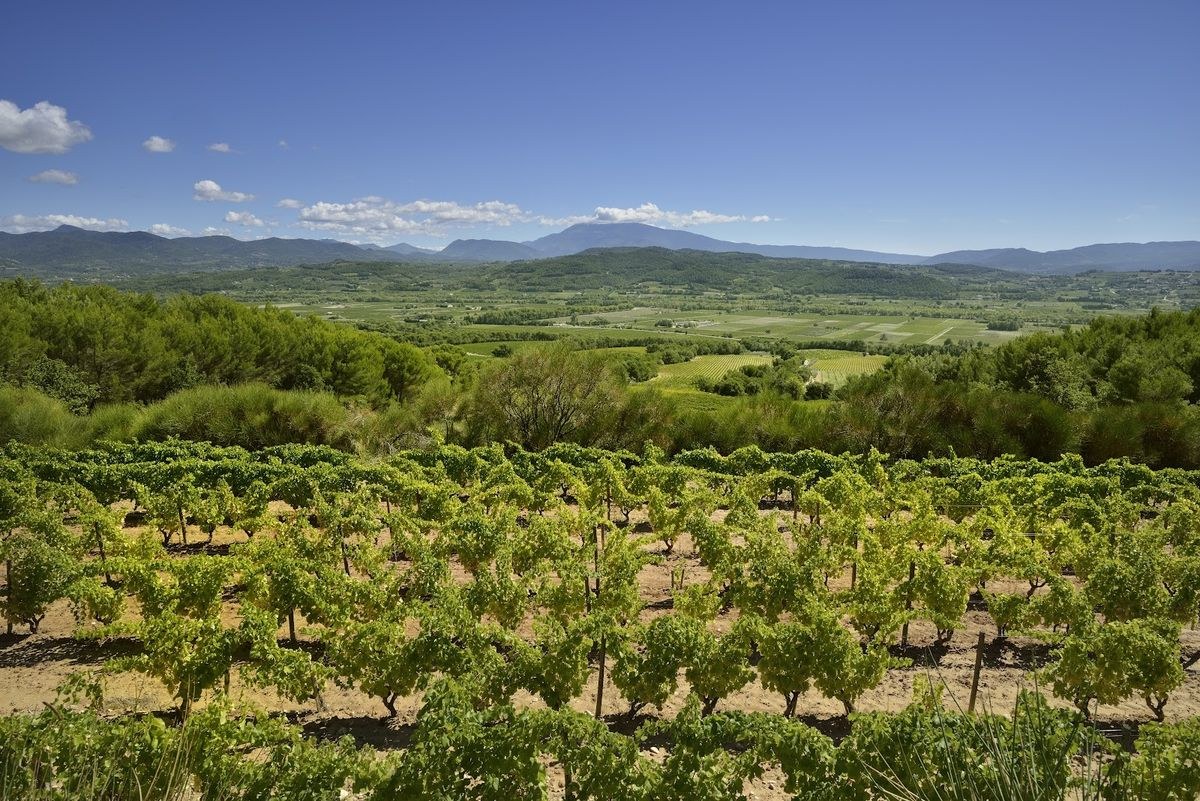Domaine Chaume-Arnaude