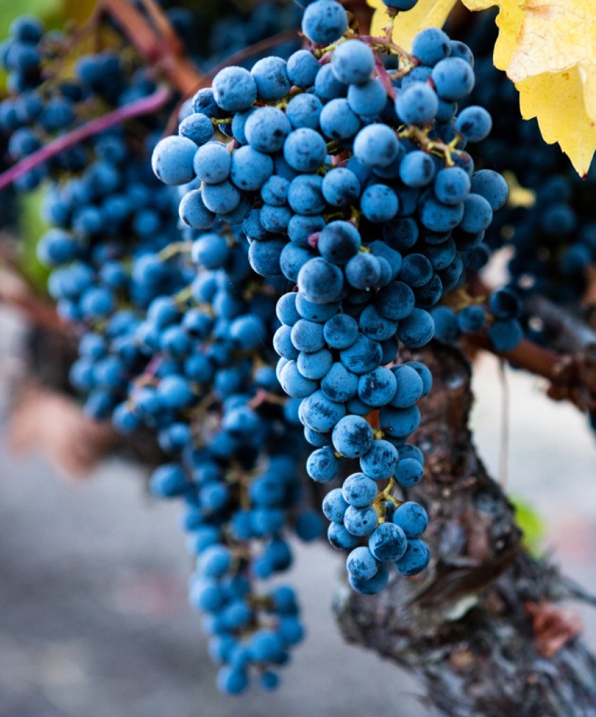 Amles Wines