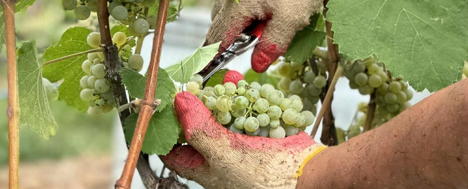 Chrysalis Vineyards