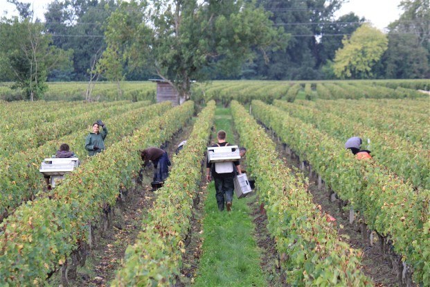 Château La Fleur Morange