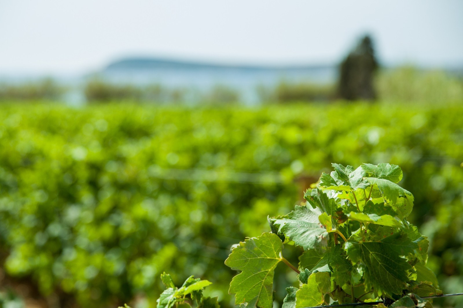 Louridis Winery