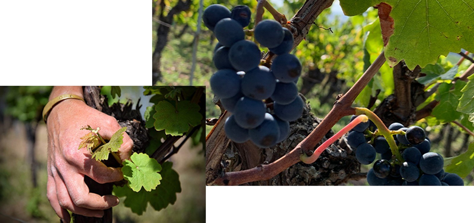 Domaine Martin Schaetzel