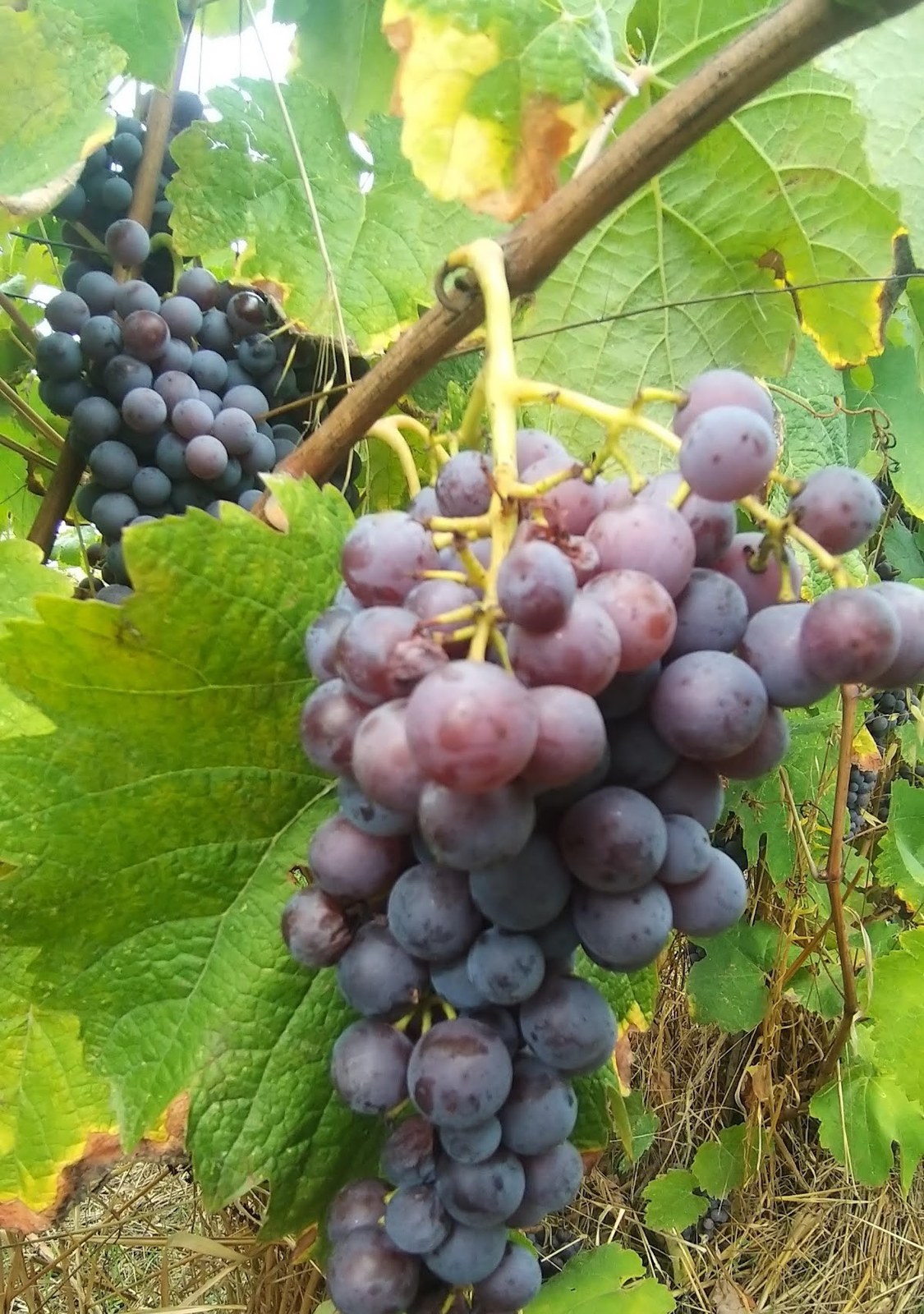 Besiri Winery
