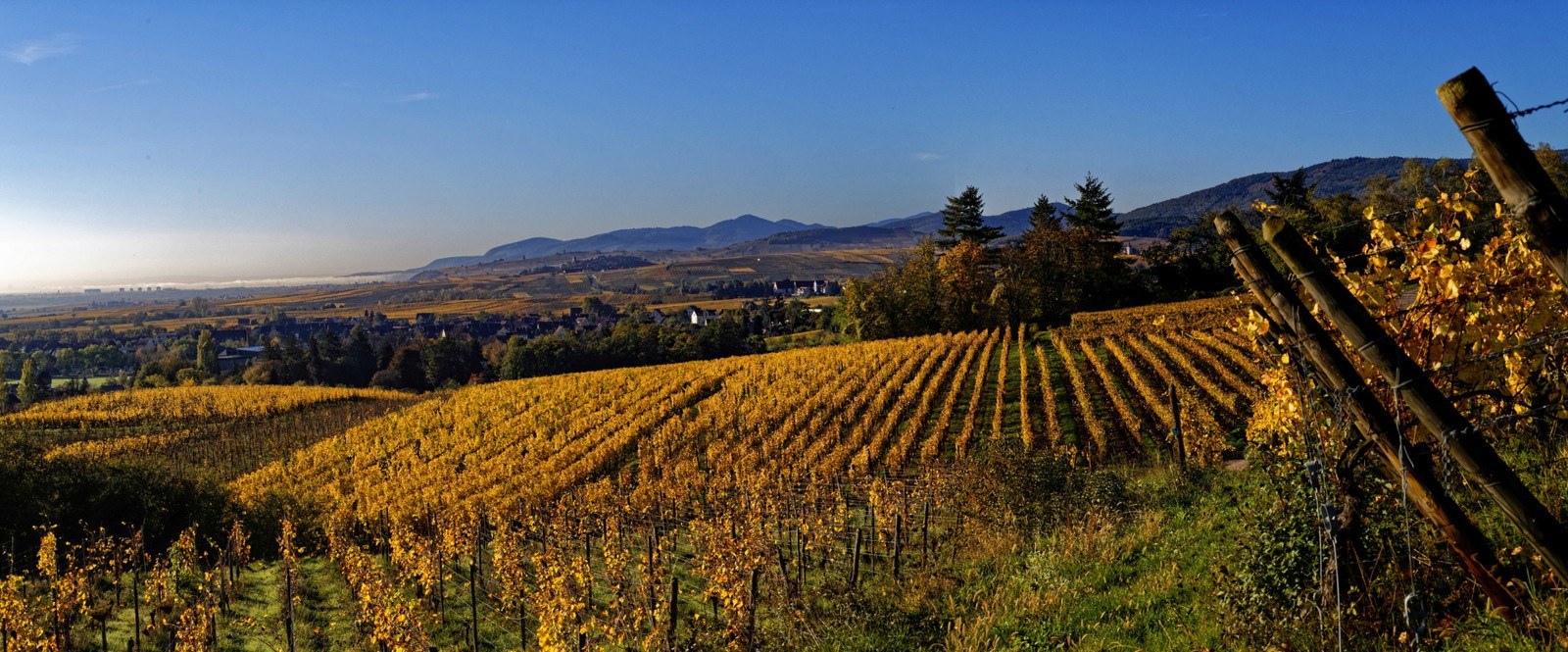 Domaine Louis Sipp