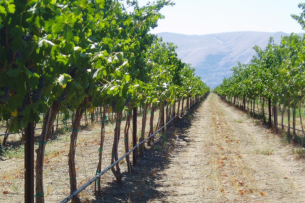 Ginkgo Forest Winery