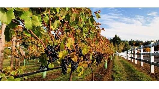 14 Acres Vineyard & Winery