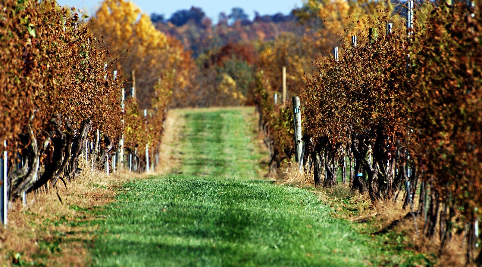 Allegro Cellars