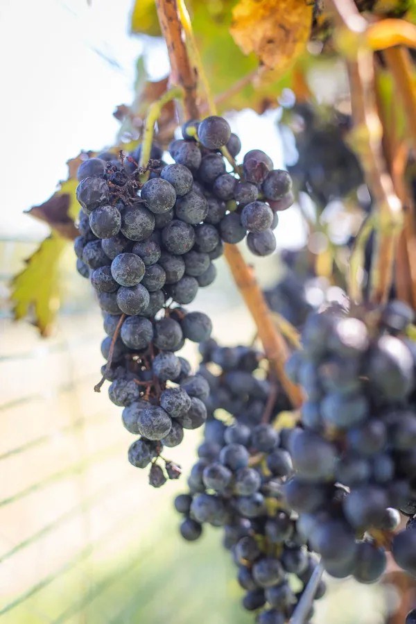 Zephaniah Farm Vineyard