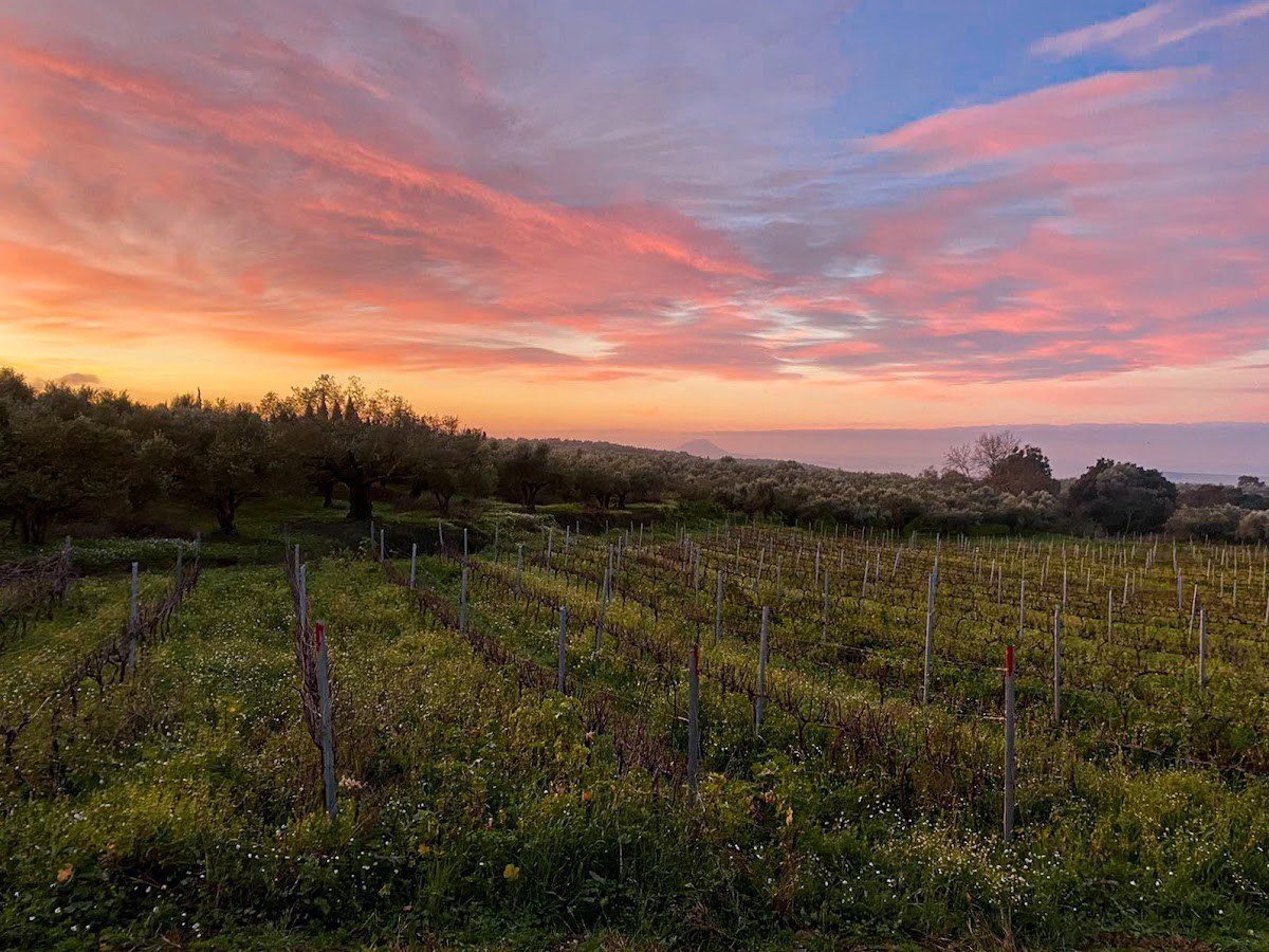 Patsouros Winery & Vineyards
