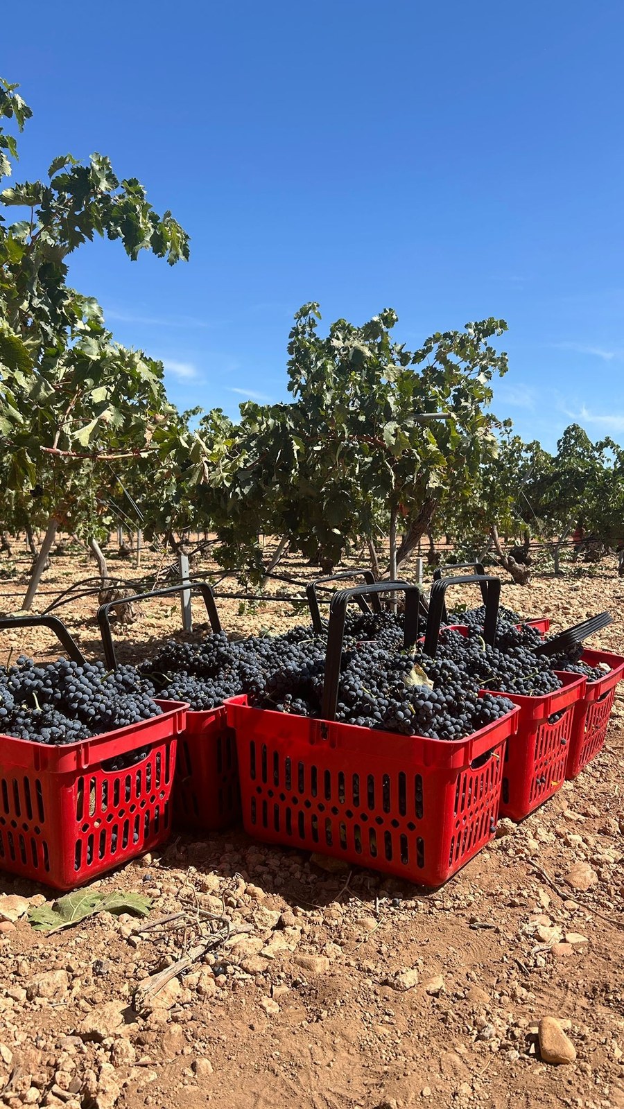 Bodegas Jiménez