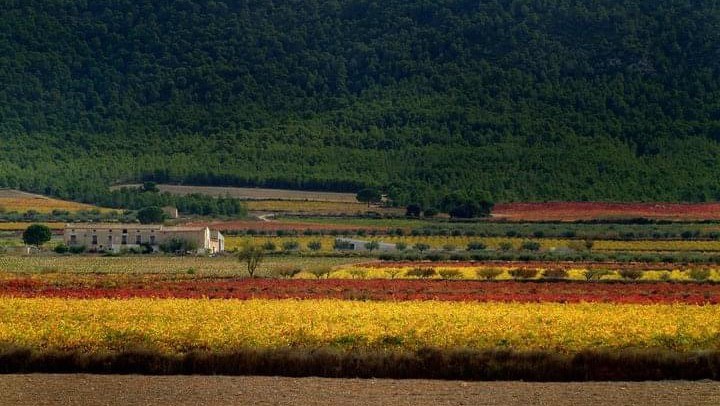 Bodega Daniel Belda