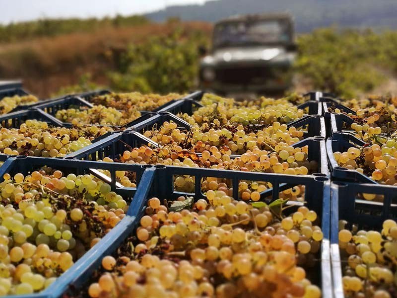 Bodega Vins I Caves Cuscó Berga