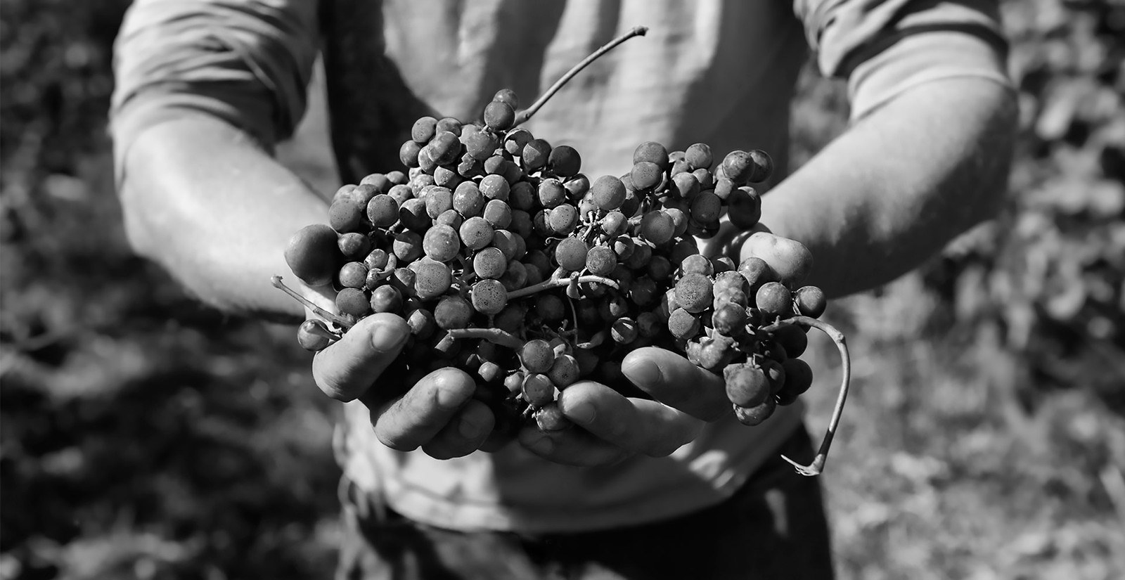 Bodegas Señorio De Nava, S.A.