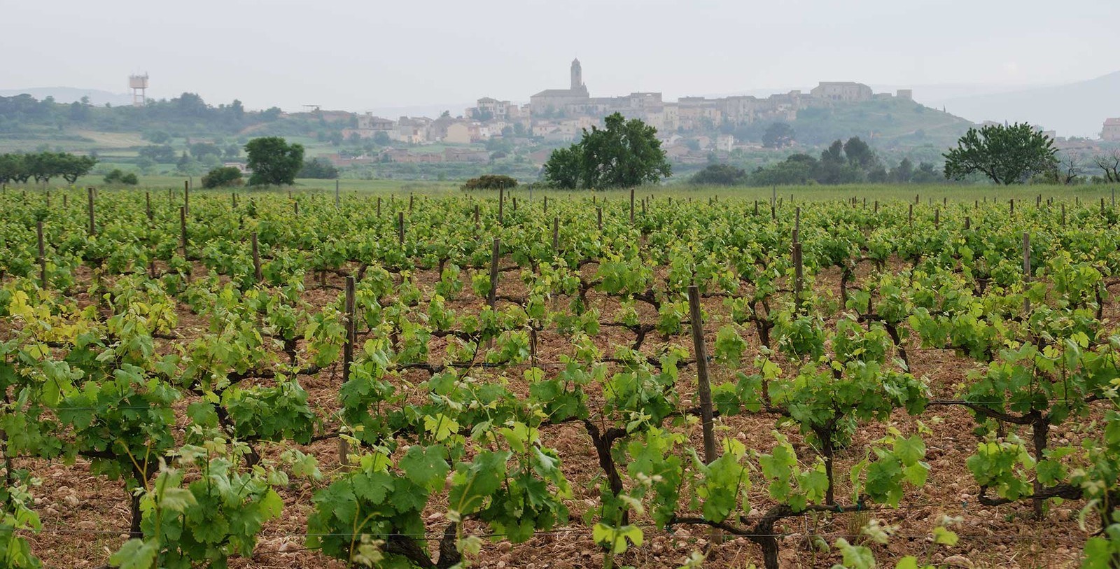 Agrícola de Barberà S.C.C.L.