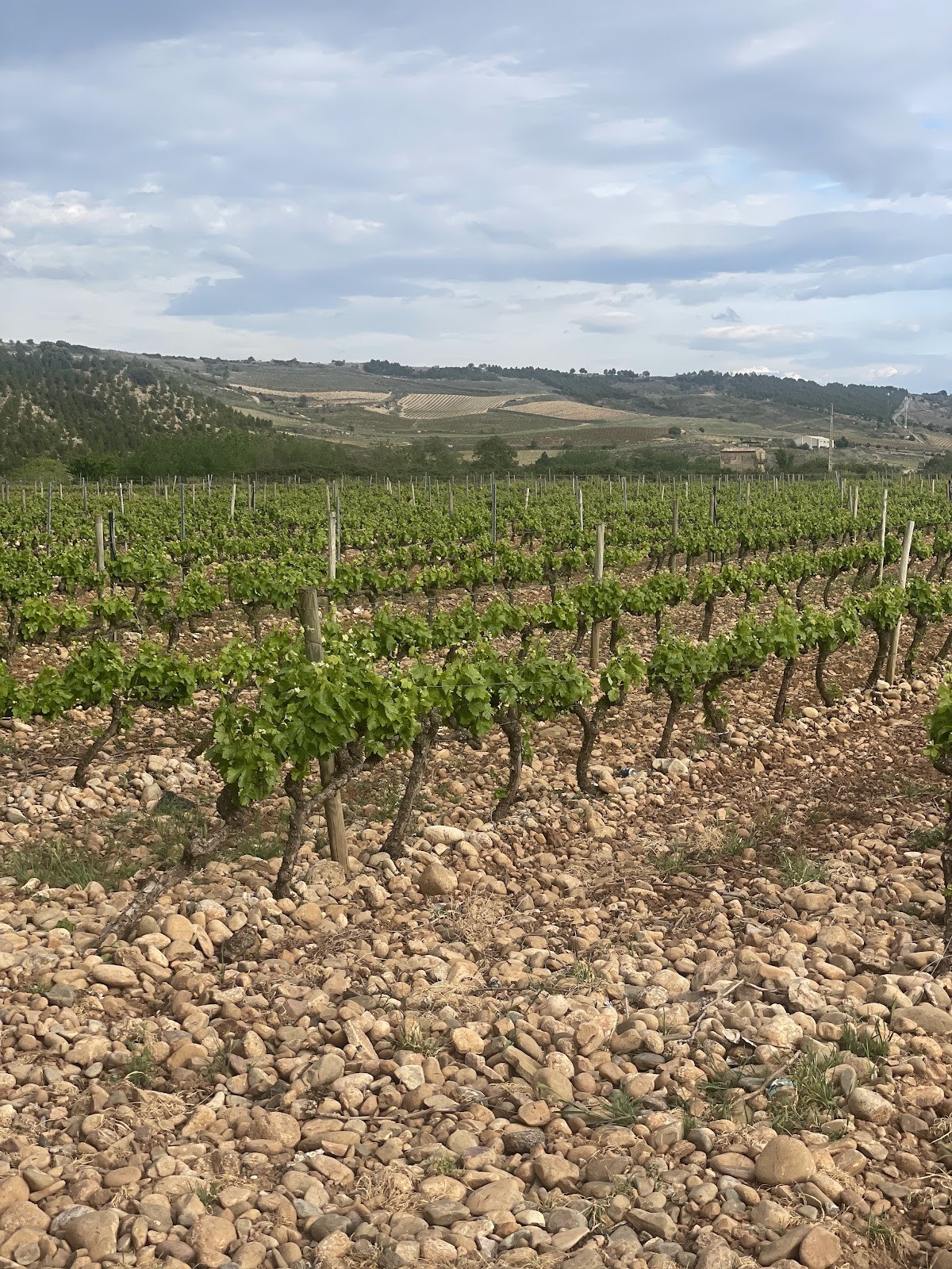 Bodegas Heredad Nalda