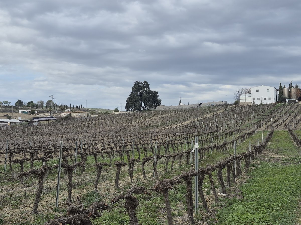 BODEGAS HATHOR SL
