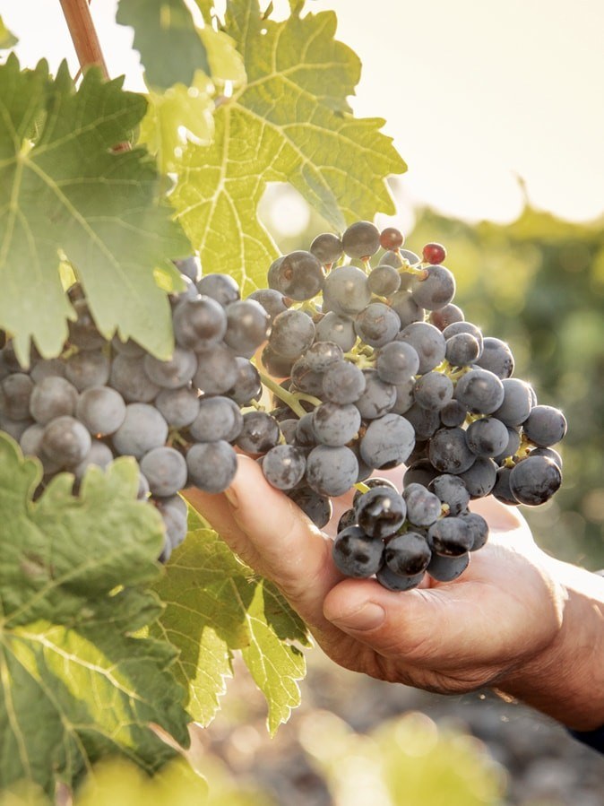 Dominio Fournier - Ribera del Duero