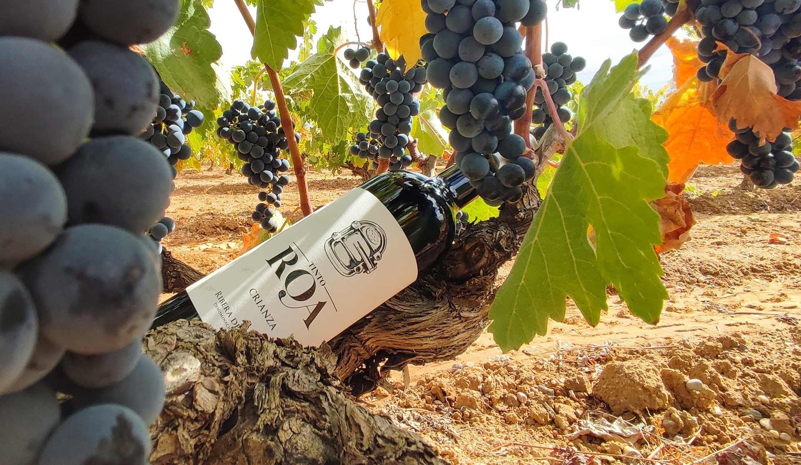 Bodegas y Viñedos Rauda - Ribera del Duero