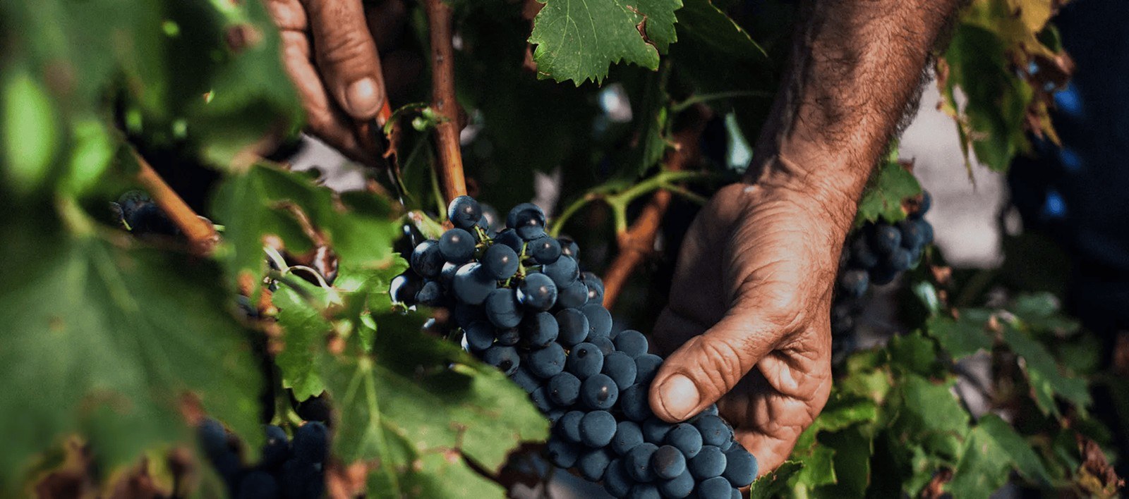 Cariñena Grandes Vinos