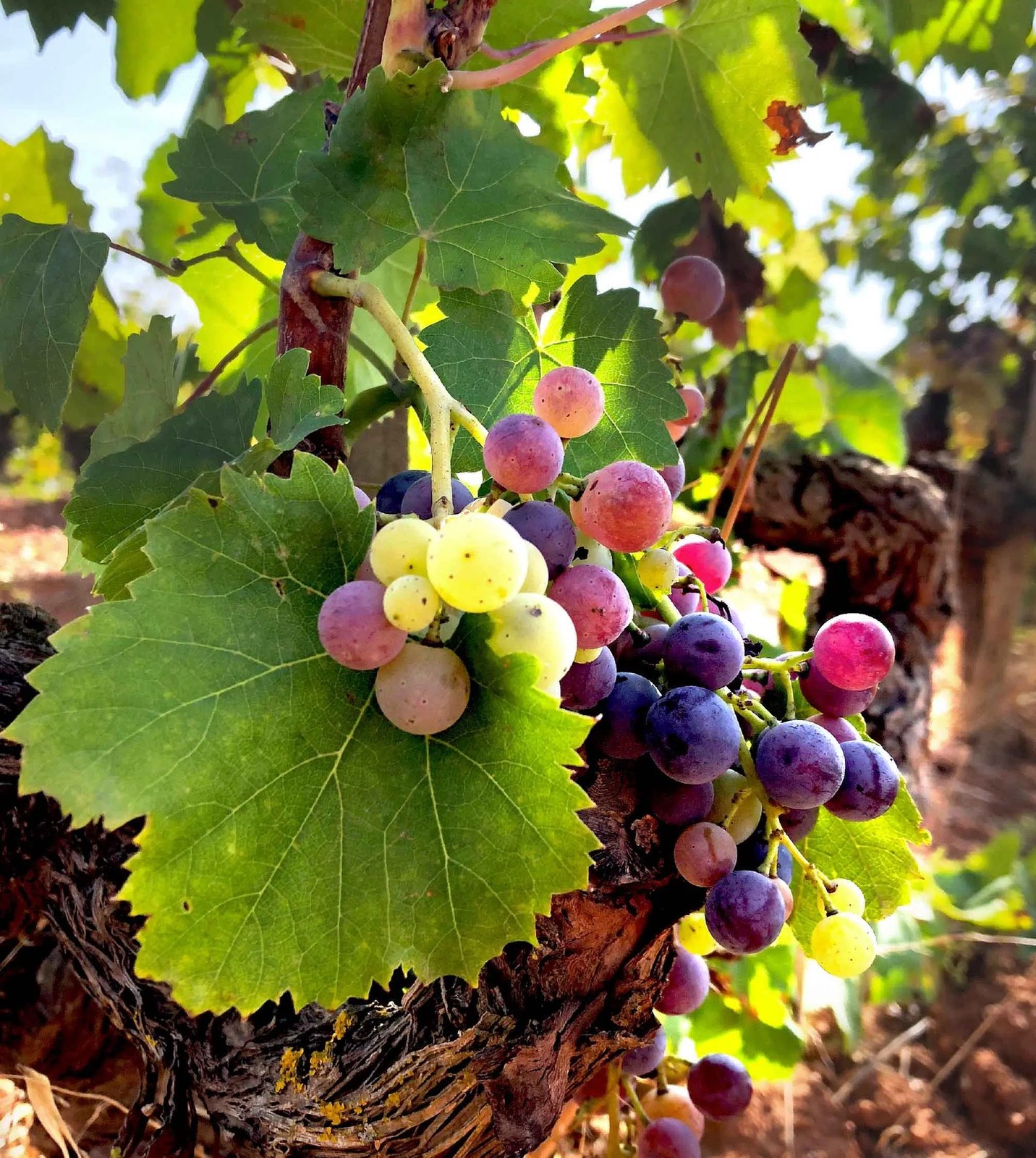 La Bodega de la Rubia Santanyi