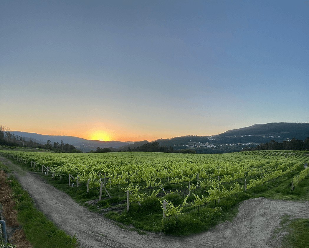 Bodegas Marqués de Vizhoja