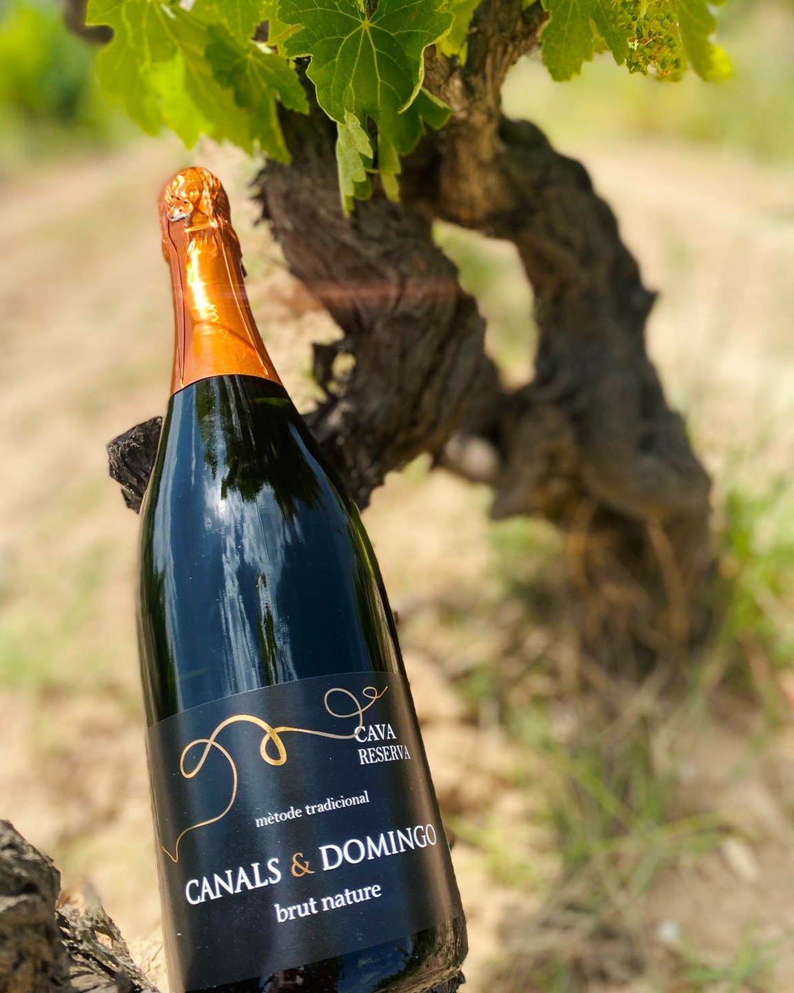 Cava Canals & Domingo