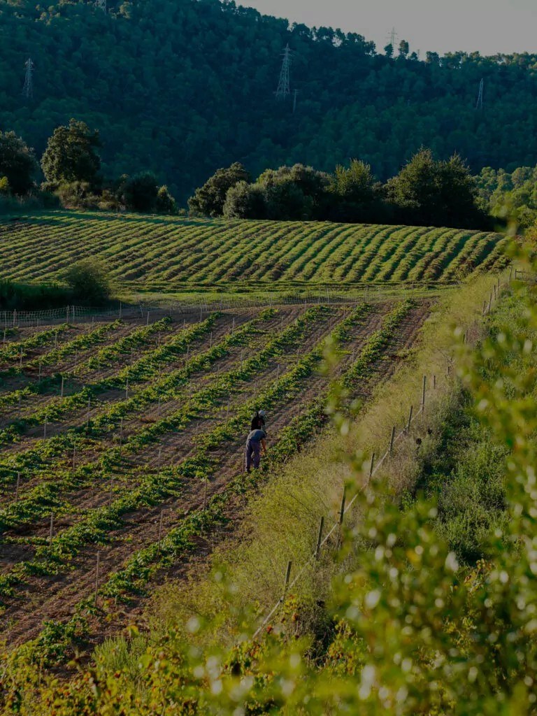 L'Olivera Cooperativa